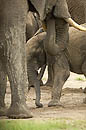Elephants Chobe